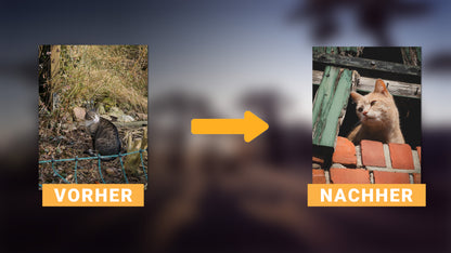 Smartphone Fotografie für Anfänger Online-Video-Kurs